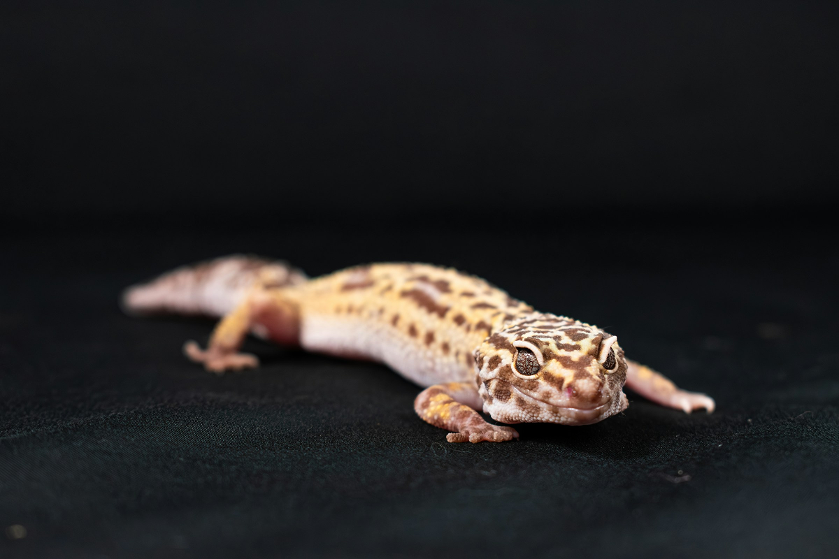 Leopard Gecko